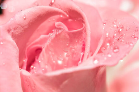Water droplets on pink roseの写真素材