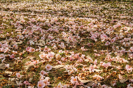 Pink Tecomaの写真素材