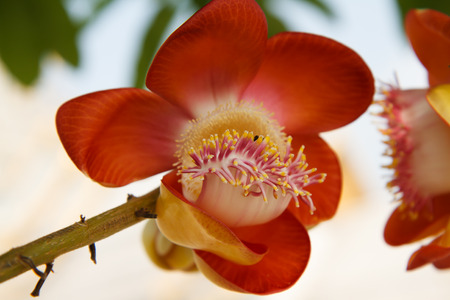 Shorea robusta Roxb