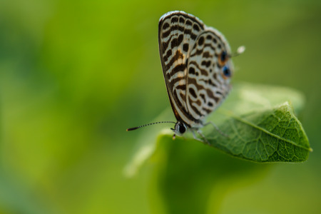 butterfly on green leafの写真素材