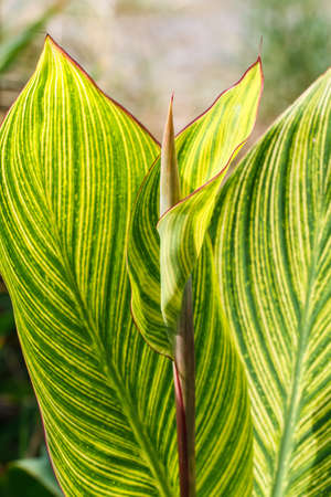 Green leaf 