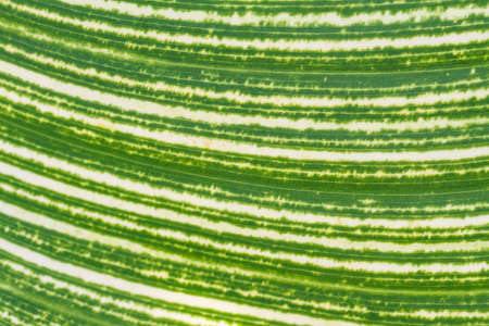 Green leaf の写真素材