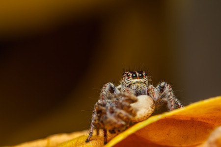 jumper spider on green leafの写真素材
