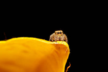 jumper spider on yellow leafの写真素材