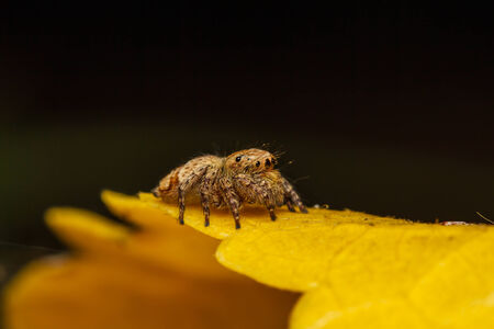 jumper spider on yello leafの写真素材