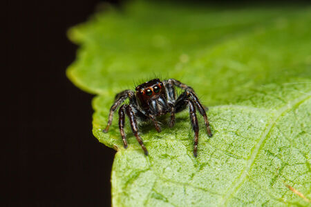 jumper spider on green leafの写真素材