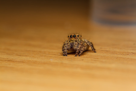 jumper spider