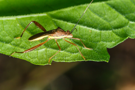 Insect on the green grass