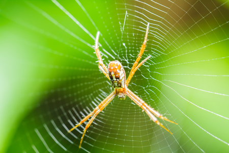 Spider on the webの写真素材