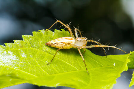 Jumping spider on green leafの写真素材