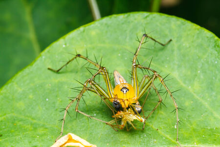 Jumping spider on green leafの写真素材