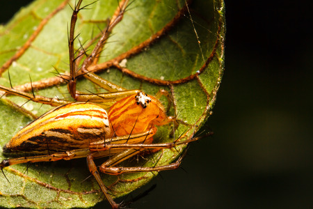 Jumping spider on green leafの写真素材