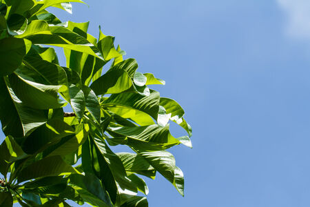 First leaves on tree in springの写真素材