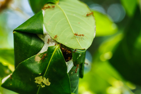 Nest of red antsの写真素材