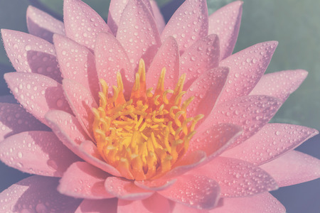 pink water lilyの写真素材