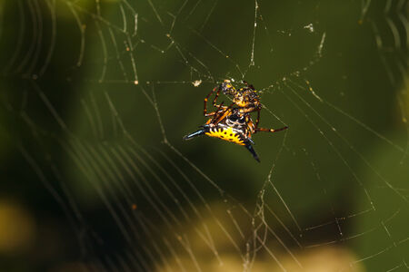Spider on the webの写真素材