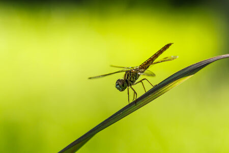 Dragonfly perched on a blade of grass の写真素材