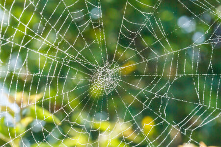 Spider on the webの写真素材