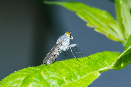 Fly on green leafの写真素材