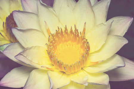 Yellow lotusの写真素材