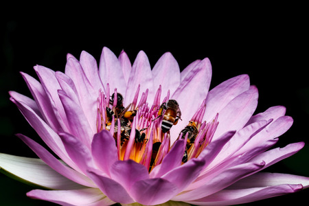 Bee on beautiful lotusの写真素材