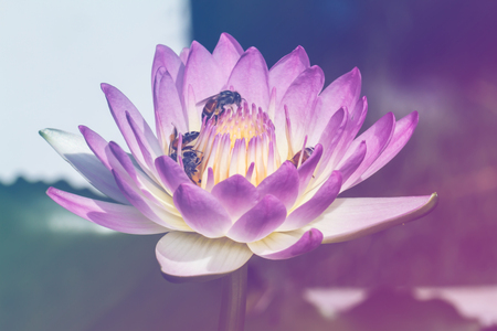 pink water lilyの写真素材