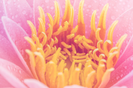 pink water lilyの写真素材