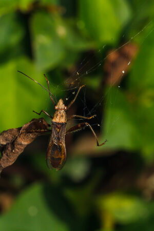 A beetle mating on green leafの写真素材