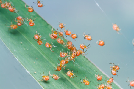 Groups of babies spiderの写真素材