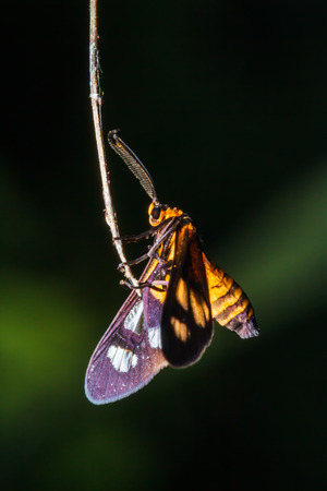 insect on leaf grassの写真素材