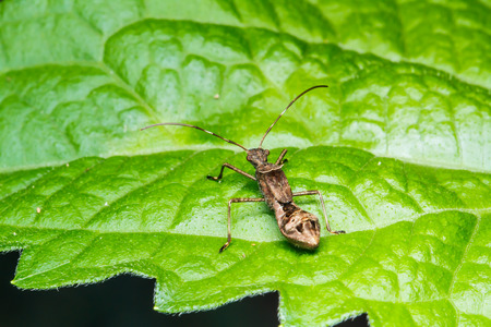 Insect on the green grass