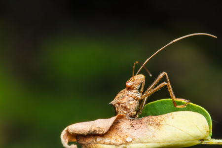 Insect on the green grass