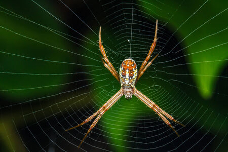 Spider on the webの写真素材