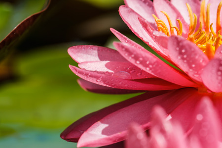 pink water lilyの写真素材