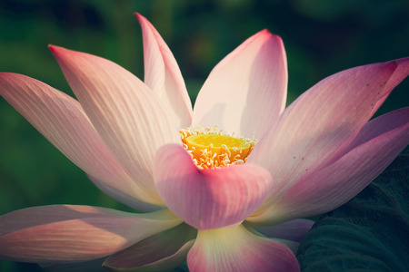 Lotus flower plantsの写真素材