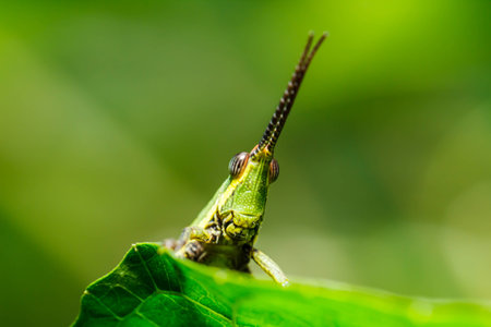 green grasshopper on grass leafの写真素材
