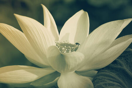 Lotus are blooming の写真素材