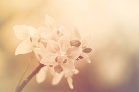 Yellow Orchidの写真素材