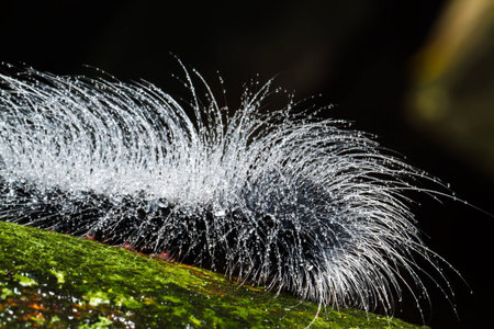 hairy caterpillarsの写真素材