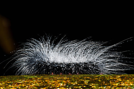 hairy caterpillarsの写真素材