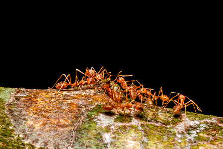 red ants teamworkの写真素材