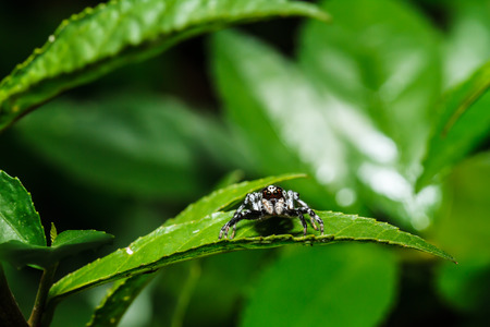 Spider on green leafの写真素材