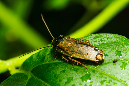 In sect on green leafの写真素材