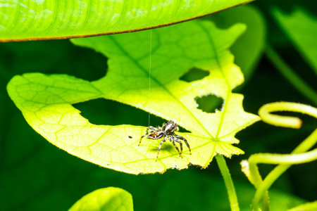 Spider on green leafの写真素材