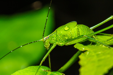 strange grasshopper