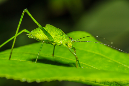 strange grasshopperの写真素材