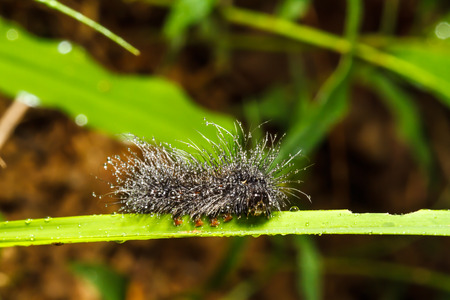 hairy caterpillarsの写真素材