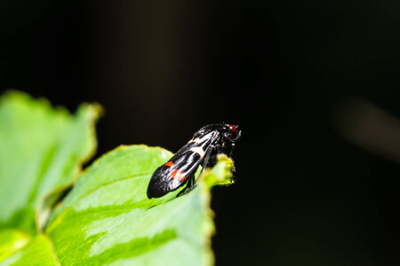 Insect on green leafの写真素材