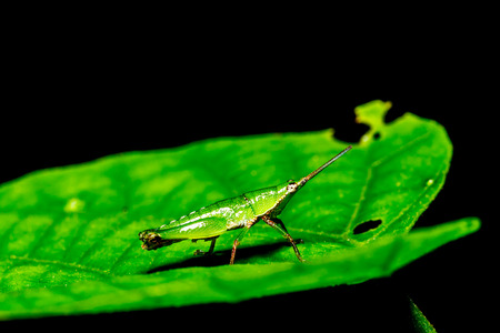green grasshopper on grass leaf