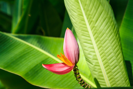 Banana flowerの写真素材